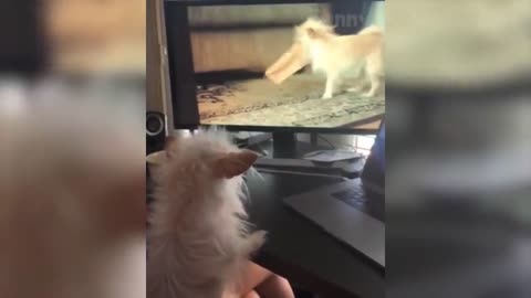 Best Funny Animals Video