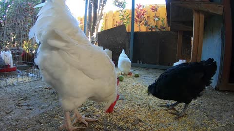 Backyard Chickens Relaxing Activity Video Sounds Noises Hens Clucking Roosters Crowing ASMR!