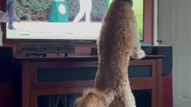 LUCKY gets to see golf for the first time