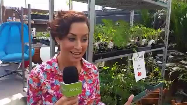Video l'achat à 1 dollar 2
