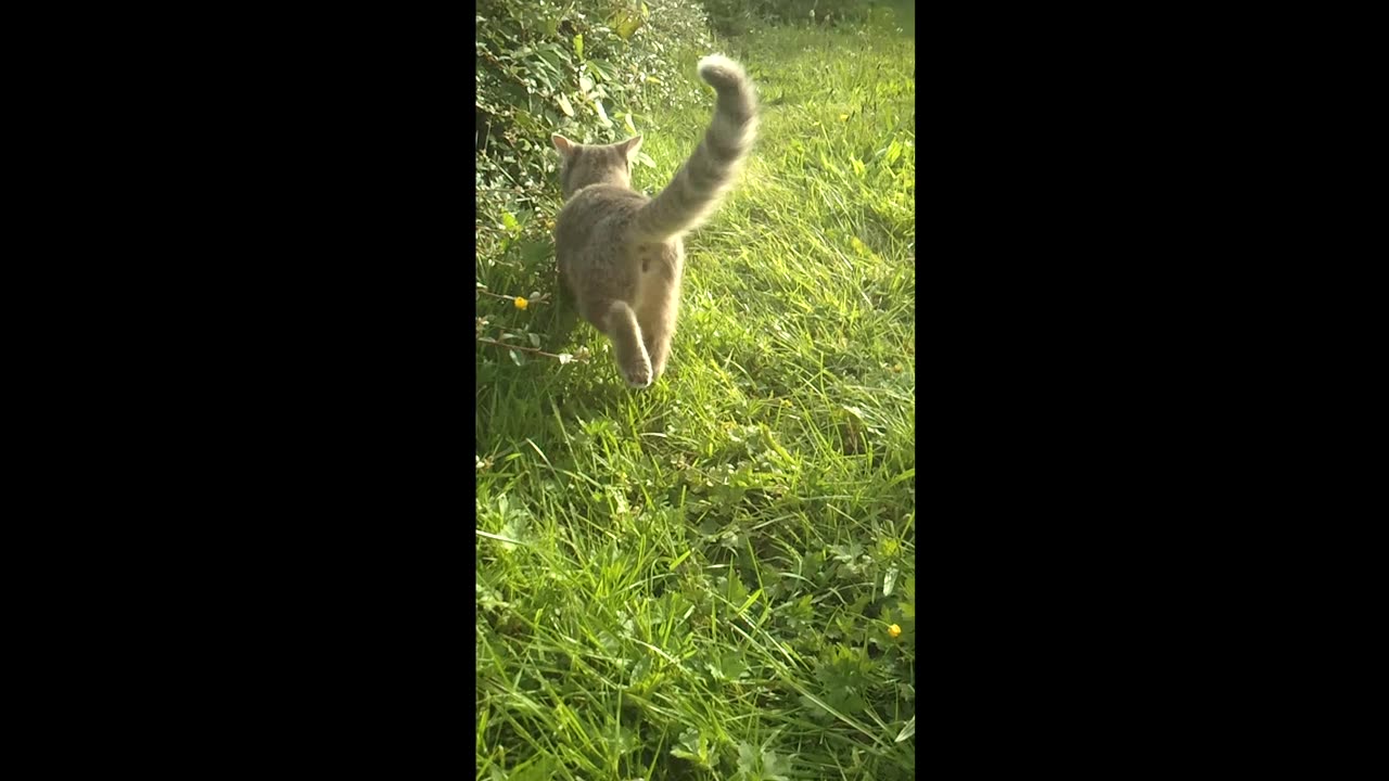 A young cat jumps in the garden