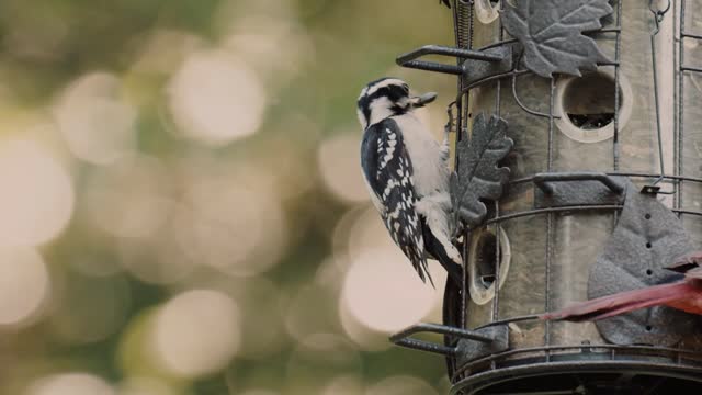 Birds Getting Free Food From A Hanging Birds House