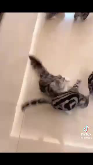 Hungry cats love cats pet lovers