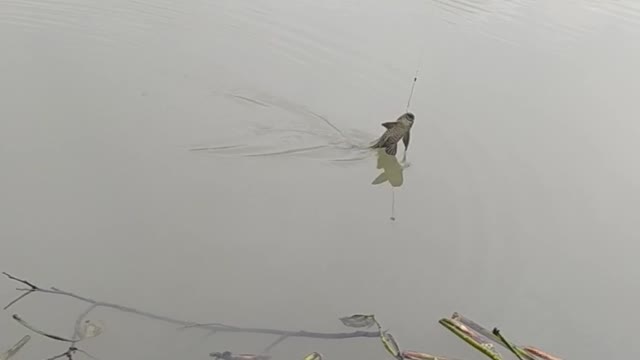 Fishing Sucker Fish