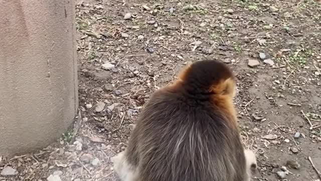 The handsome golden snub-nosed monkey of Sichuan