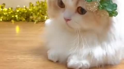 Cute cat #funny #video#