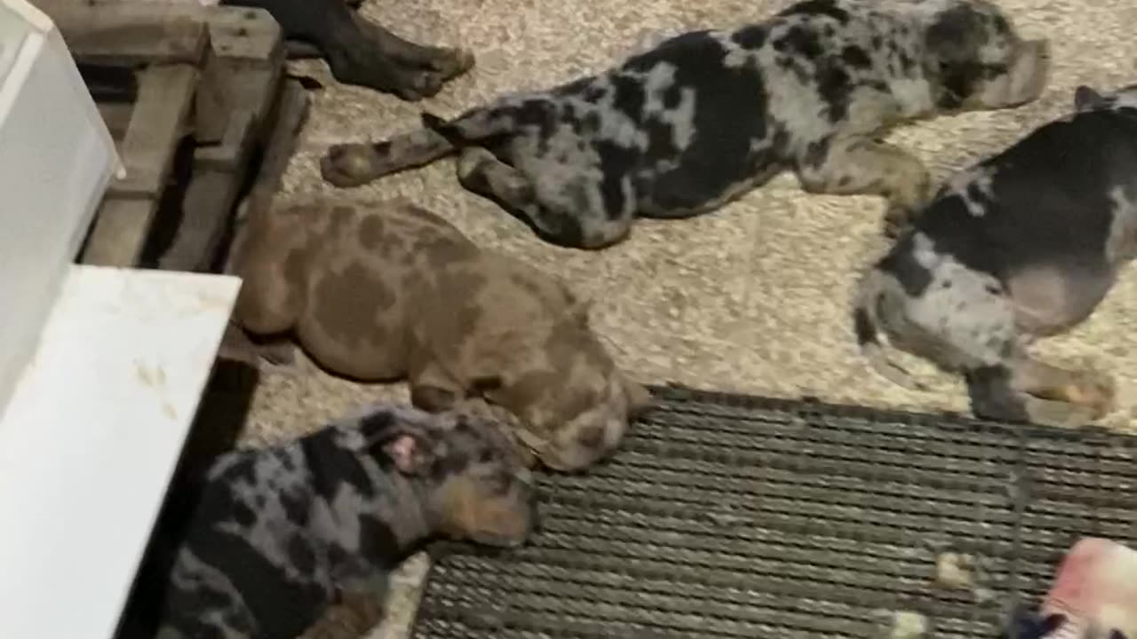 American Bully Puppies Cool Off in Front of Fan