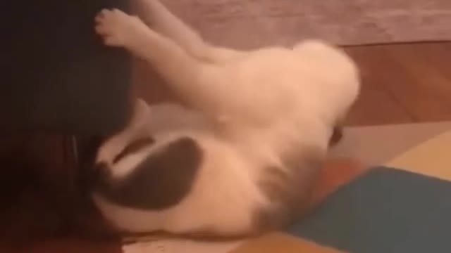 Cat dance head banging