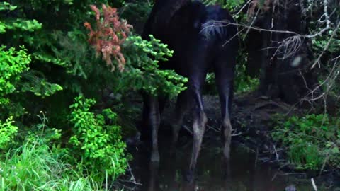 Moose