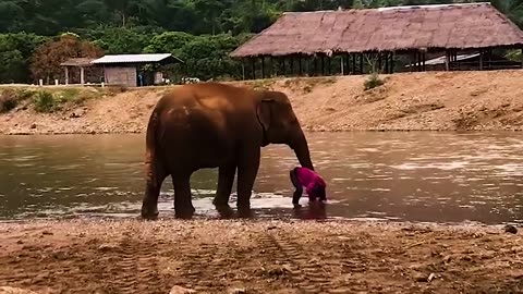 35 Hero Animals That Saved Human Lives