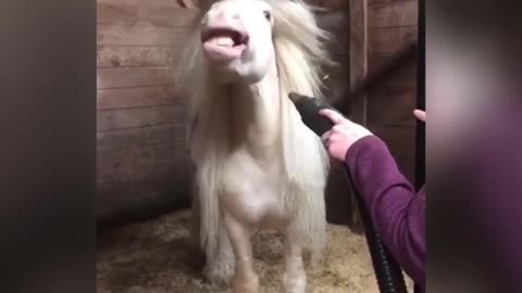 Albino Horse Loves Playing with Hair Dryer