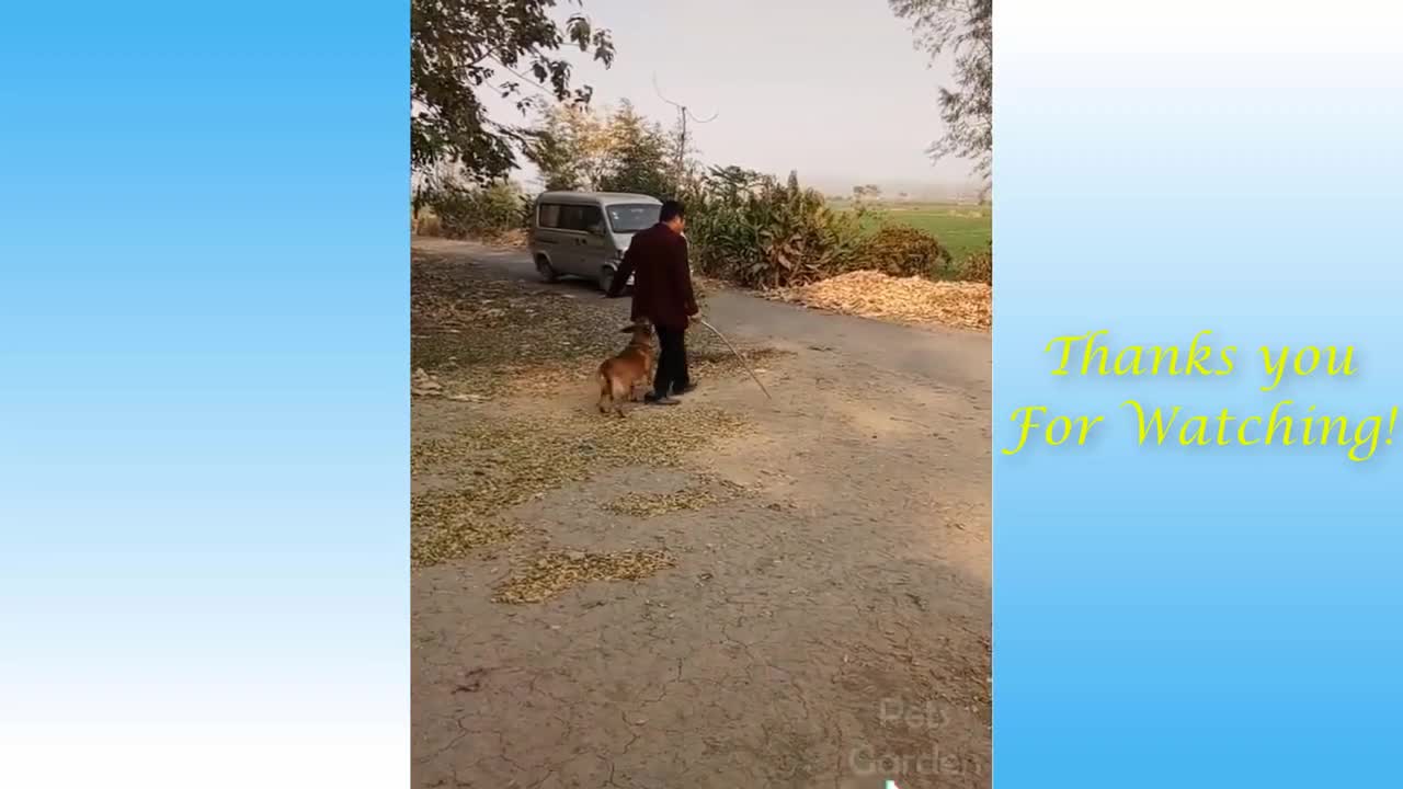 Cute Pets And Funny Animals Compilati - Pets Garden