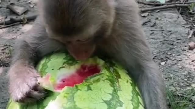 monkey