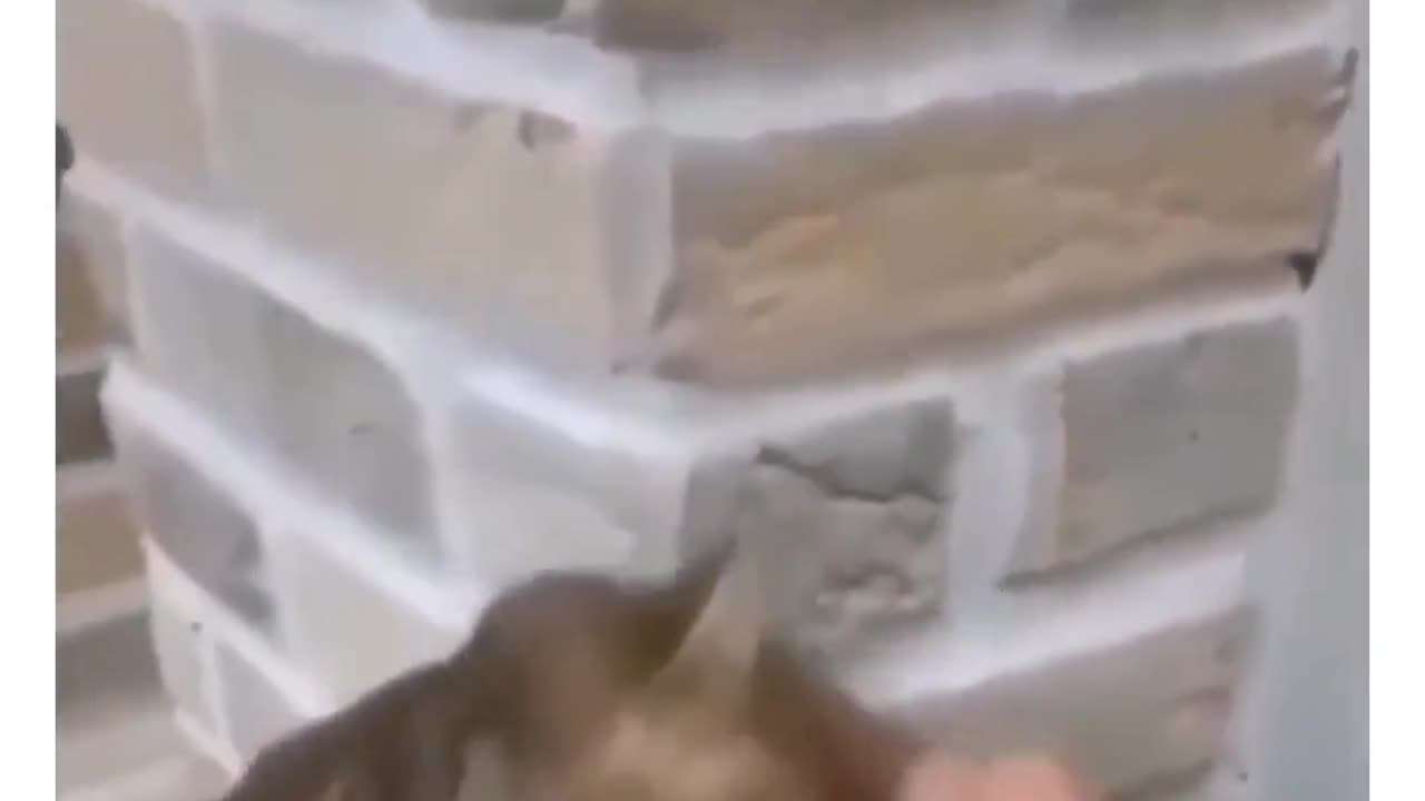 Crazu cats funny video