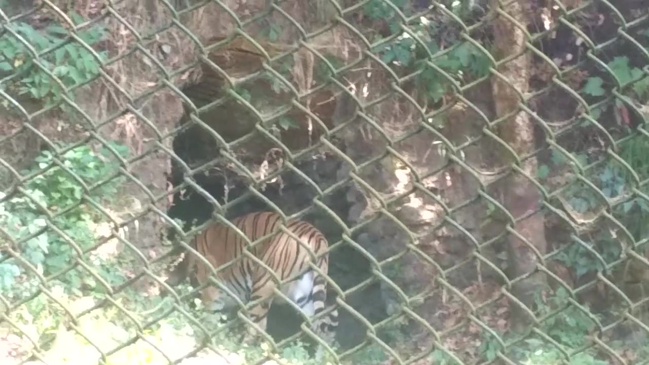 Tiger at Roar