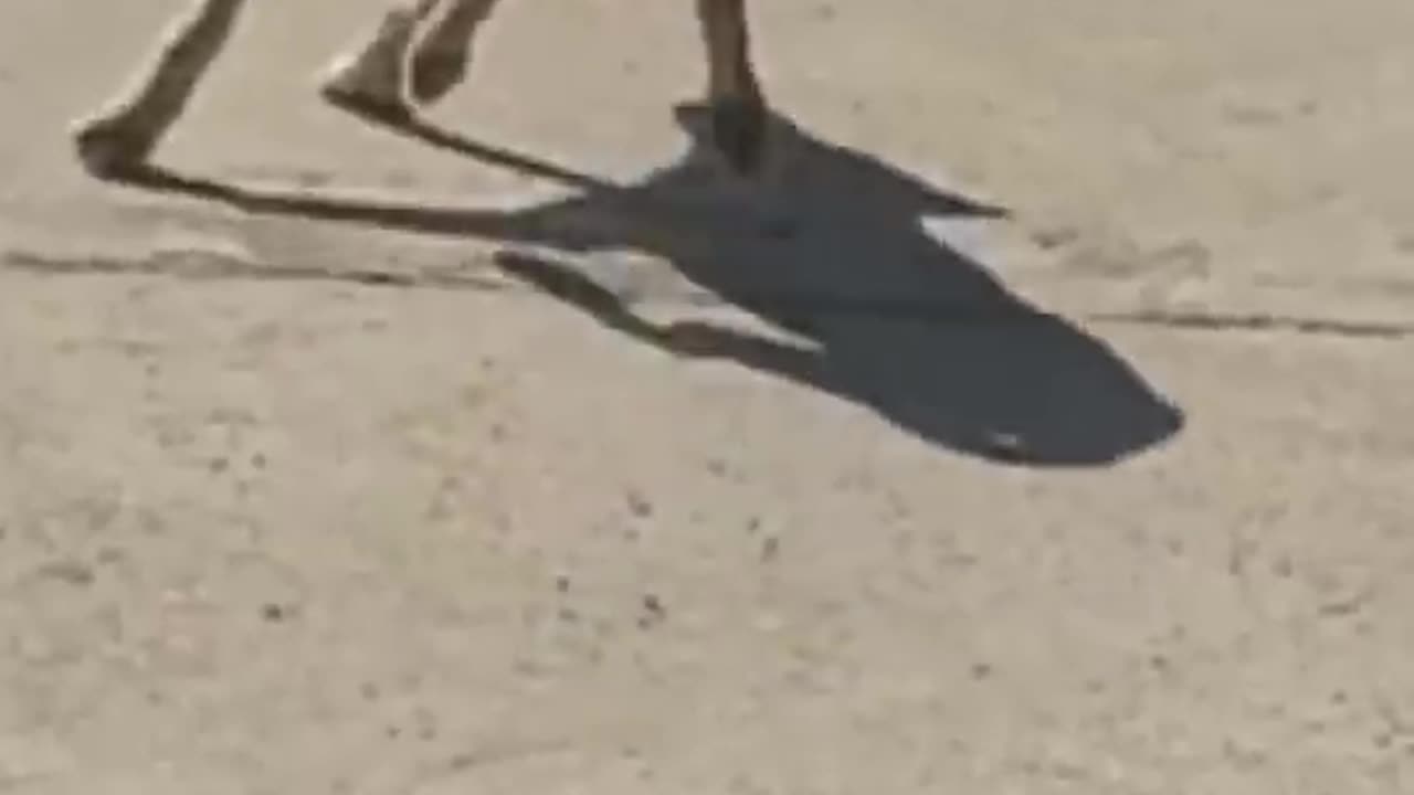 Funny Prank video