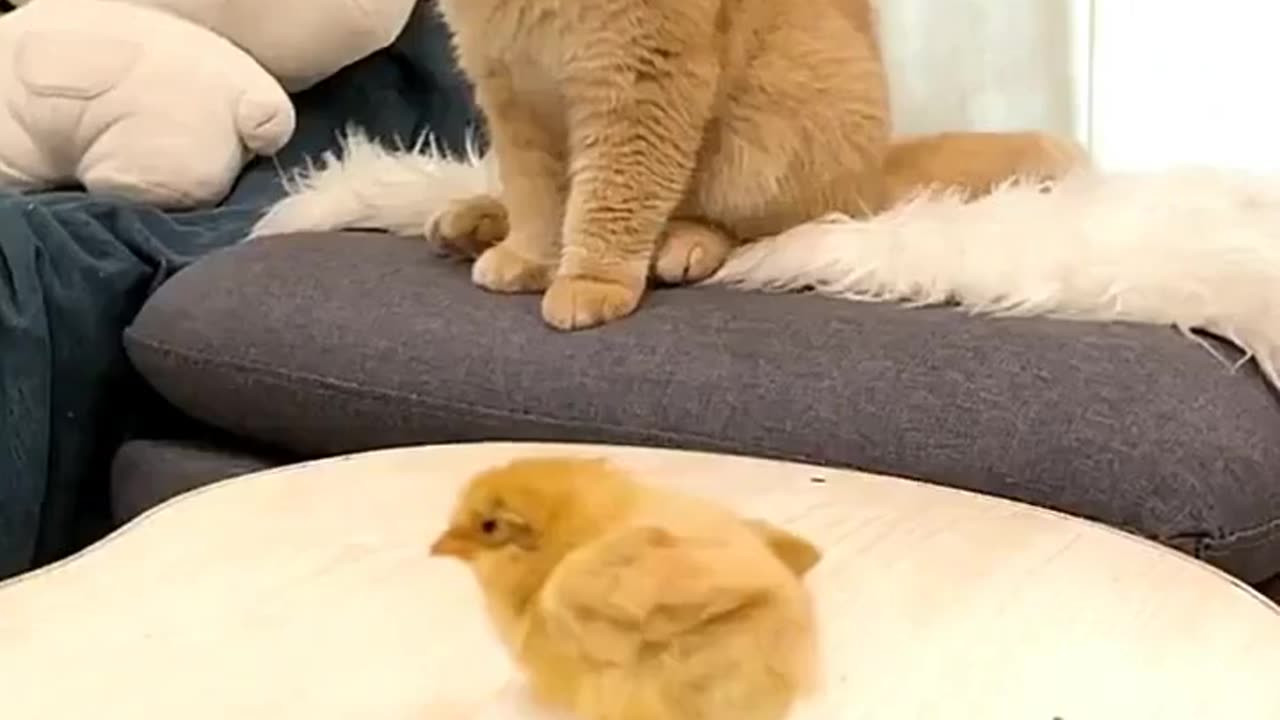 Such a cute moment between the little cat and the little chicken!