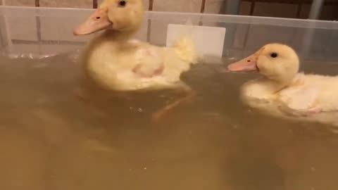 My Ducks Swimming Again, too cute!