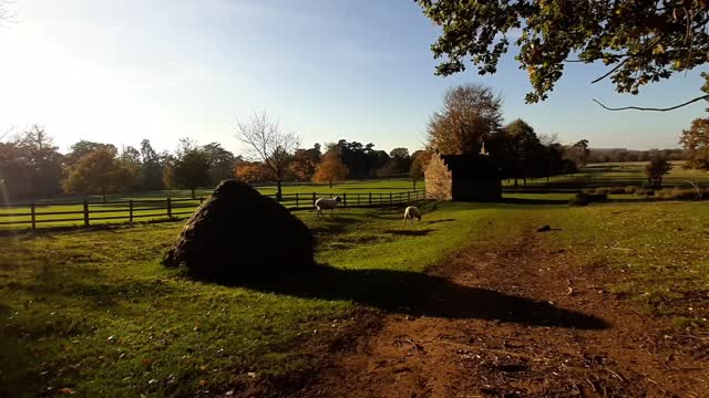 Belton Deer Park ( Belton House / Lincolnshire / National Trust )