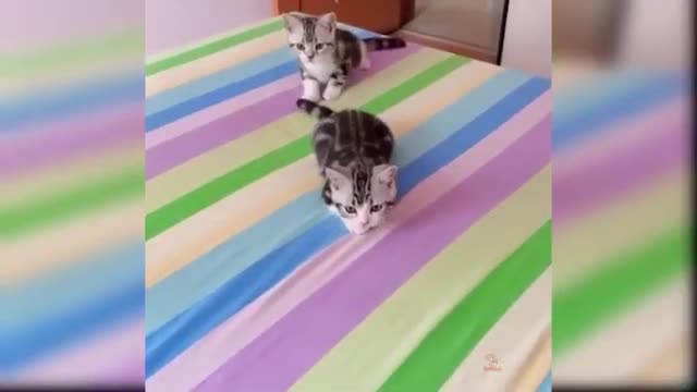 Baby Cats Cute and Funny Cat Videos Complattion Cat lovers