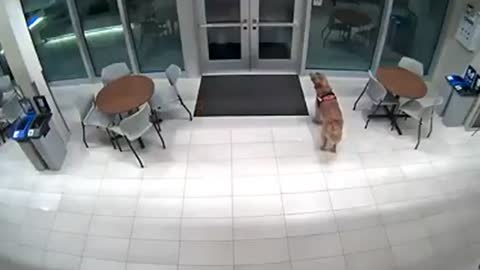 Clever dog lets firefighter back into station after getting locked out