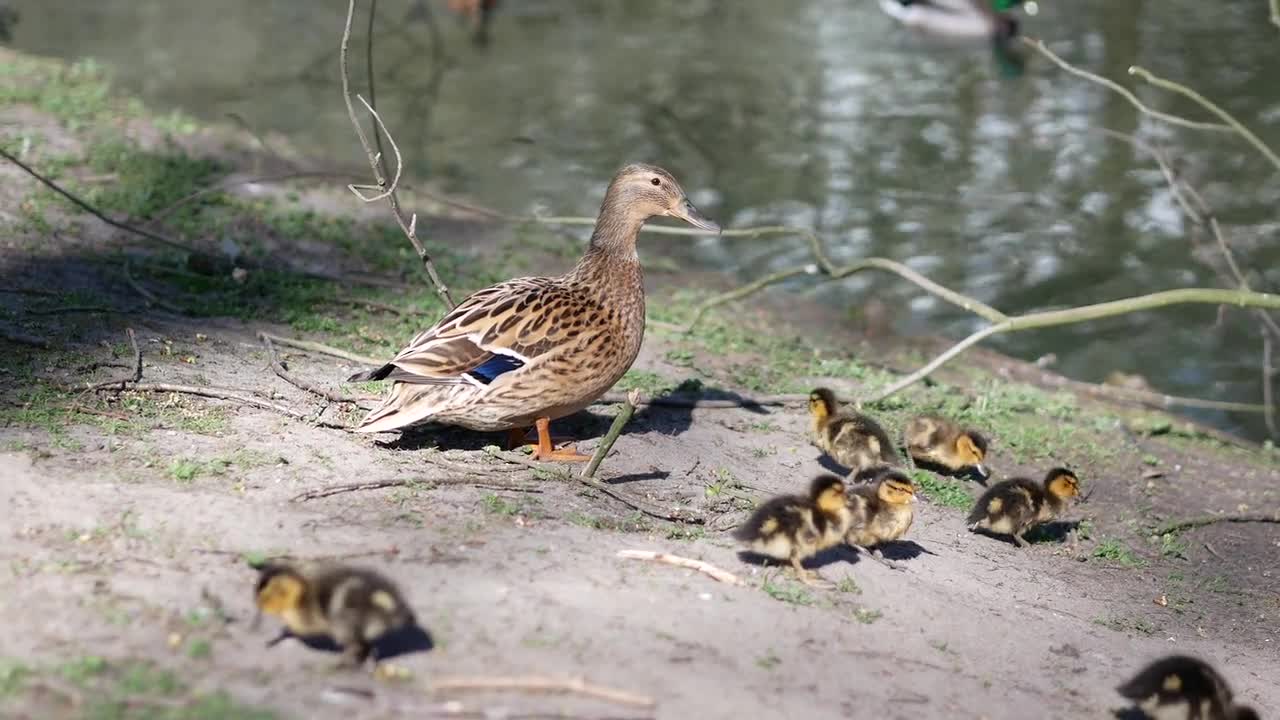 Ducks Duck Family Ducklings Plumage Animal Children