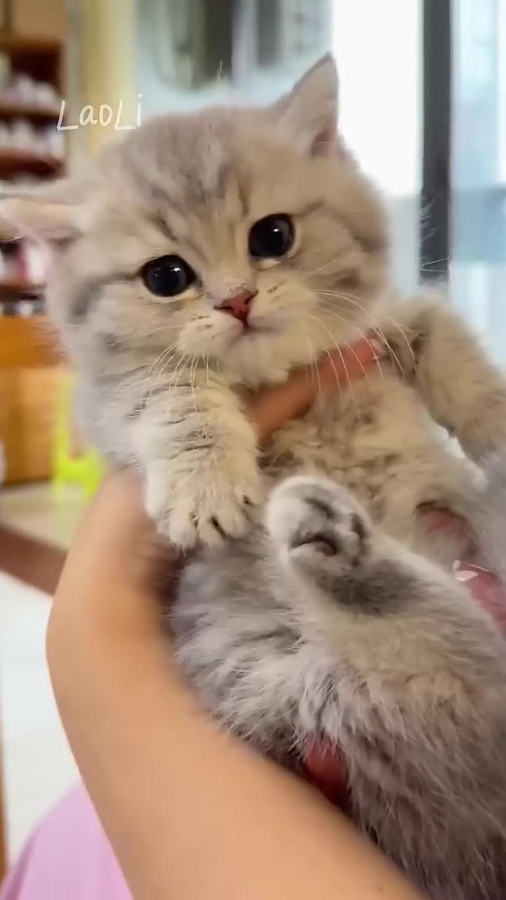 The Funniest Cats That Will Make You Laugh Nonstop Must See Videos