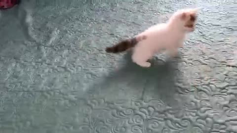 Funny cats