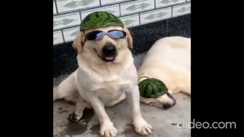 Cute puppies videos
