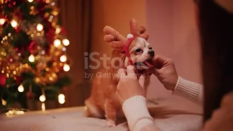 Cute little funny dog