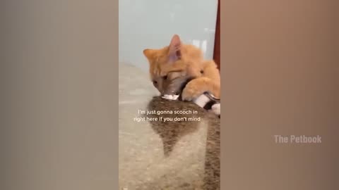 1 Hour Funniest Animals 2023 😂 Funniest Cats and Dogs 😺🐶