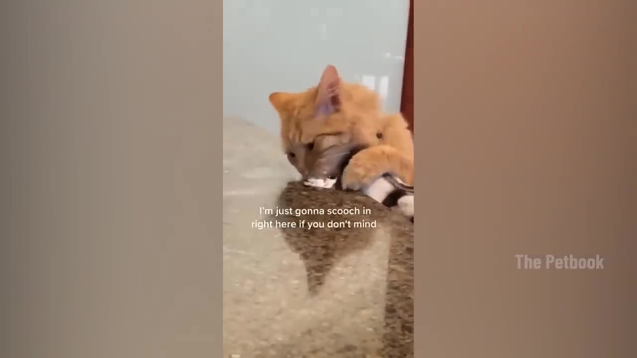 1 Hour Funniest Animals 2023 π Funniest Cats and Dogs πΊπΆ