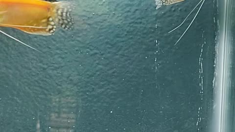 fish fighting