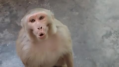 Funny 🤣 Monkey 🐒🐵