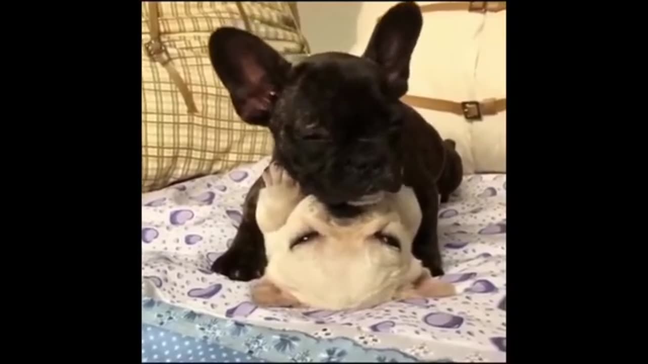 animaux drôles! compilation
