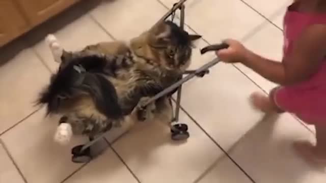 Cat and babies funny video