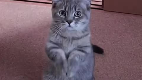 Cute Cat Gif