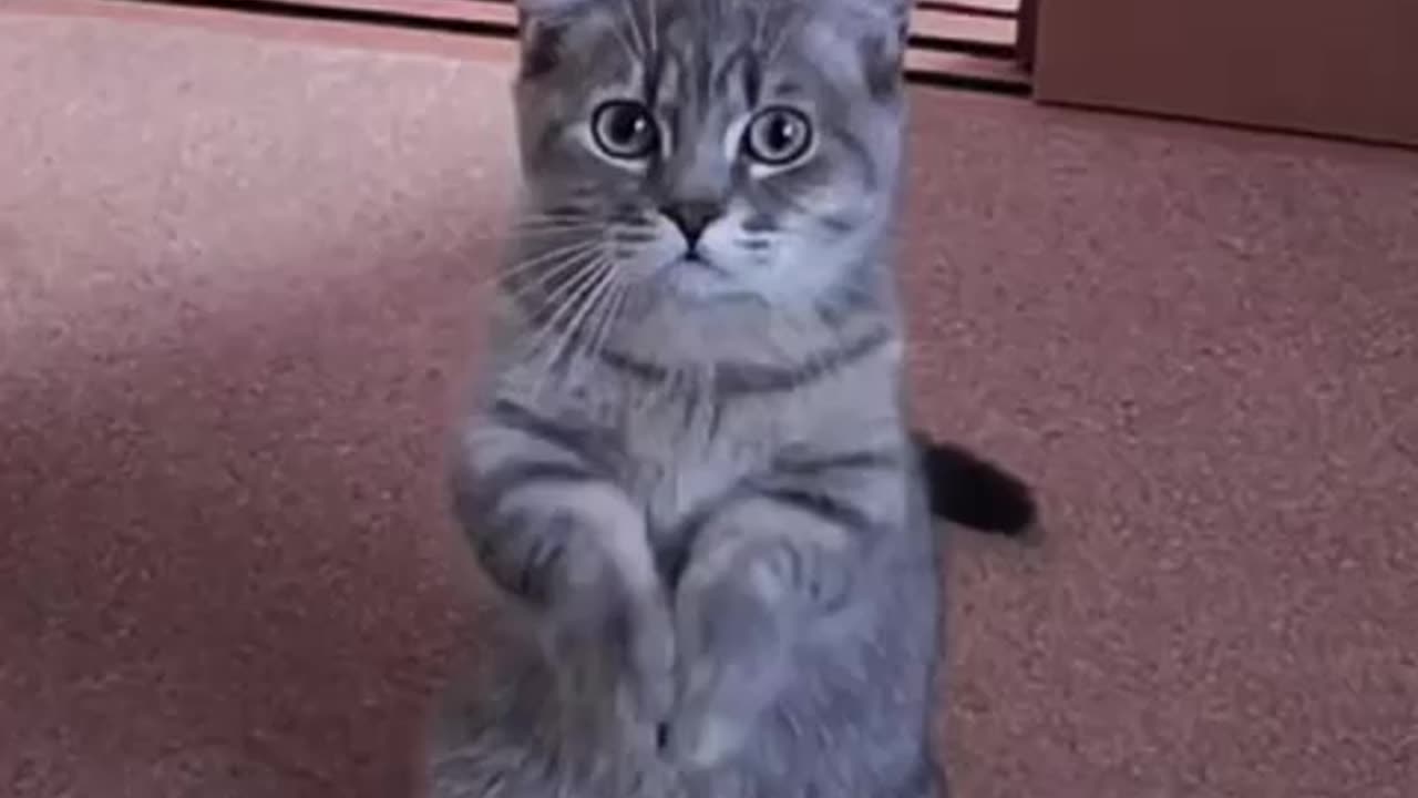 Cute Cat Gif