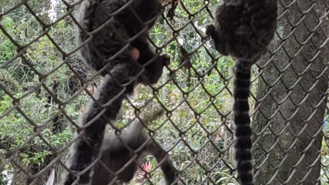 little monkeys eating banana