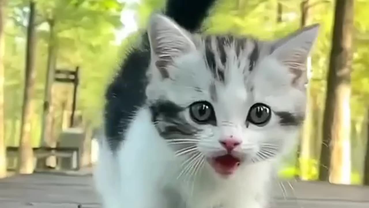 Cute and adorable kitty 😍🥰💕