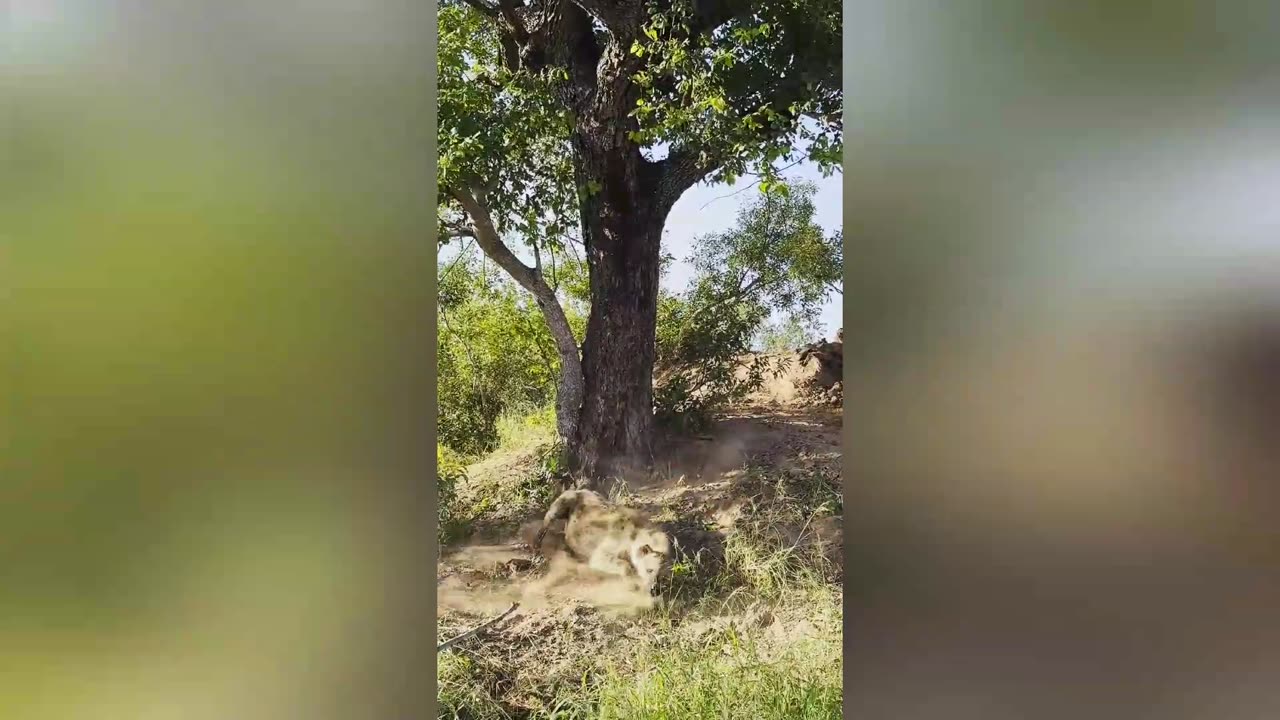 Hyena jumps, and jumps, and jumps, for Leopard's food🤣