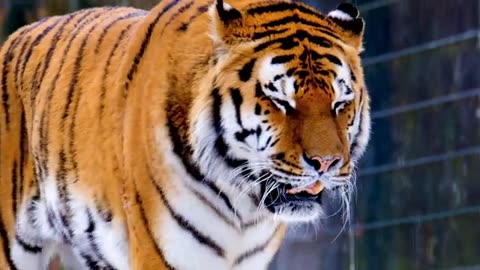 Tiger is friends for ever in zoo