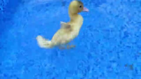 Baby monkey bon bon playing at the pool with puppy duckling in the garden