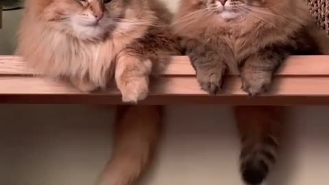 Cute cat video #cutenessoverloaded