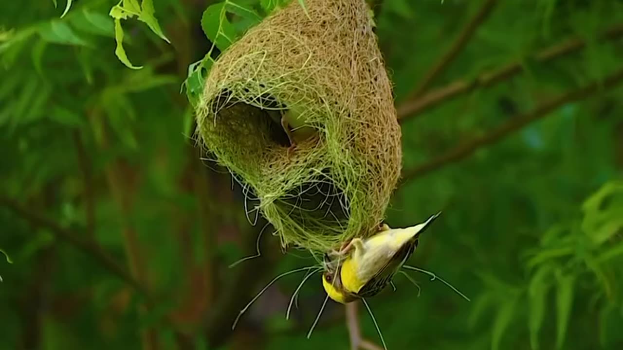 Baya weaver