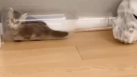 Waaao ! How Kitten Gets Into the Bottle