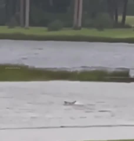 Sharks Seen Swimming in the Streets of Ft. Myers After Hurricane Ian Moves Inland