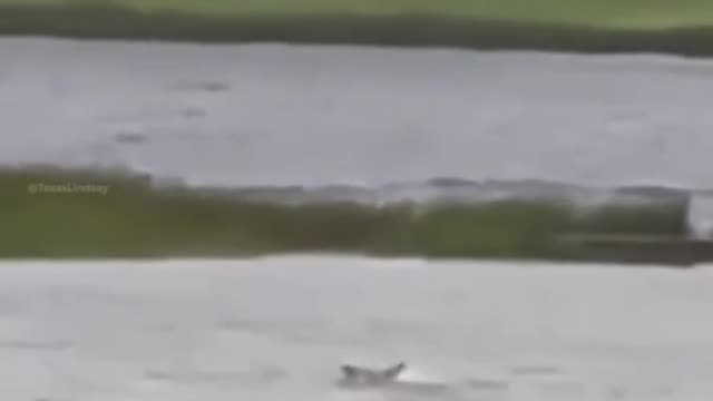 Sharks Seen Swimming in the Streets of Ft. Myers After Hurricane Ian Moves Inland