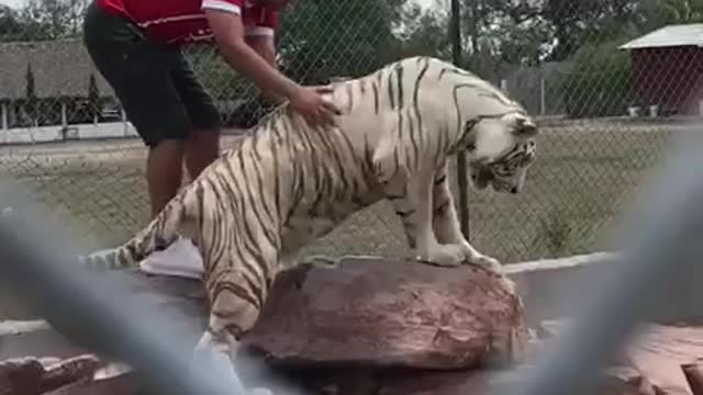 Inside Tiger’s Cage