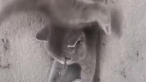 Fun of cat and human animal love video !! Rumble